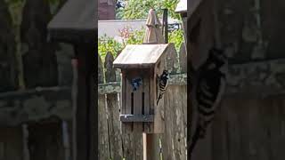 Woodpecker pecking butterflies house [upl. by Aserehc]