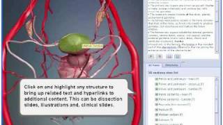 3D Interactive Pelvis and Perineum Human Anatomy  New 2009 [upl. by Schiffman820]