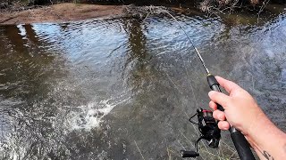 Exciting Trout Fishing With A Special Guest A Murray Cod [upl. by Iroj978]