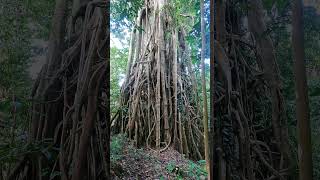 Arbre Bagnan à côté du lac Pozo  tourdumonde indonesia sulawesi arbre bagnan forêt lacpozo [upl. by Edeline]