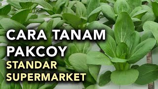 CARA TANAM PAKCOY HIDROPONIK  STANDAR SUPERMARKET [upl. by Ravilob]