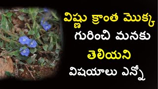 vishnukranthi plant in teluguevolvulus alsinoides benefitsslender dwarf morning glory by ayurveda [upl. by Mak]