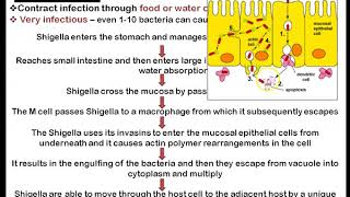 Shigella [upl. by Oinotnaesoj]