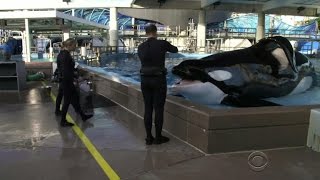 SeaWorld killer whale Tilikum dead [upl. by Yemane]