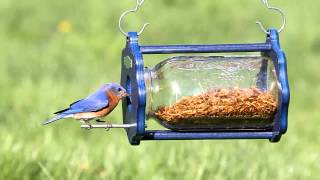 Duncraft Bug a View Jar Bluebird Feeder 4346 [upl. by Ellenwad]