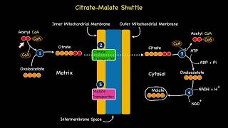 Citrate Malate Shuttle System [upl. by Mcgrody221]