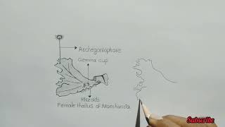 marchantia thallus  how to draw thallus of marchantia  female marchantia [upl. by Ahsrats]