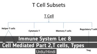 Cell Mediated Immunity Lec 2 UrduHindi [upl. by Notxed]