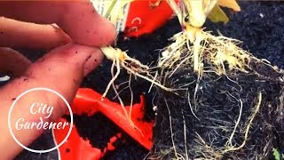 How to Propagate Horseradish Plants from Root Cuttings [upl. by Elleon]