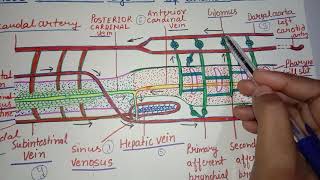 Blood Vascular system of Branchiostoma Amphioxus [upl. by Acilgna]