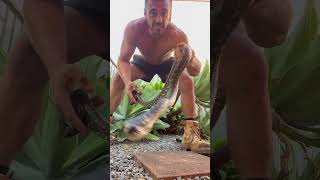 Carpet python coombabah animals dangerous snake attitude snakerescue [upl. by Georgi622]