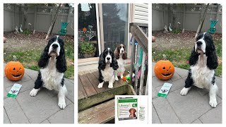 Senior Dog Tries Librela For Arthritis Cole The English Springer Spaniel [upl. by Enohpets821]