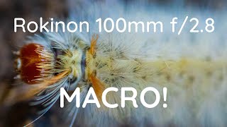 Rokinon 100mm f28 macro with Canon M6 Mark II [upl. by Aihsele]