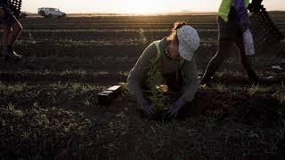 Santanol  Planting in Kununurra Western Australia [upl. by Blau]