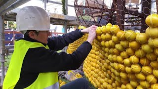 Menton  doù viennent les agrumes de la fête du citron [upl. by Midan]