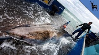 How Far Can A Great White Shark Swim Without Stopping [upl. by Aicenat]