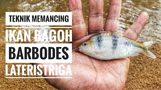 Teknik Mancing Ikan Bagohbarbodes lateristriga [upl. by Lrigybab882]