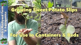 How to Grow amp Plant Sweet Potato Slips in Containers amp Beds [upl. by Leumek731]