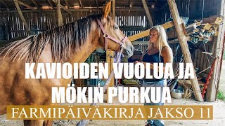 FARMIPÄIVÄKIRJA JAKSO 11 Kavioiden vuolua ja mökin purkua 🐴 [upl. by Rothwell778]