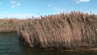 Wetlands Restoration Linked to Flood Protection [upl. by Esinnej334]