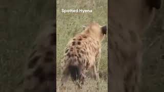 Striped Hyena  National Animal Of Lebanon  Striped Hyena Vs Spotted Hyena [upl. by Inajna]