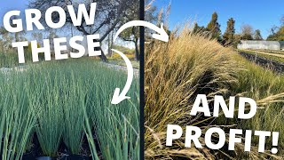 How to Grow Ornamental Grass from Seed Most Profitable Plants [upl. by Page]