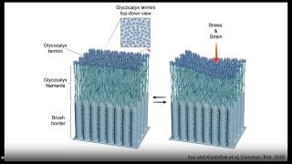 Advancing Cellular Ultrastructure Research with Freeze Fracture and Freeze Etching [upl. by Marty]