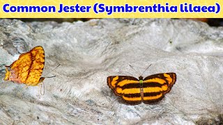 Common Jester Butterfly  Symbrenthia lilaea  Peninsular Jester at Reshi Khola in Silk Route [upl. by Jordanson660]