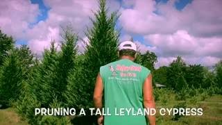 Pruning a Tall Leyland Cypress final edit [upl. by Lenrad]