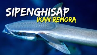 REMORA FISH  Ikan Remora [upl. by Heyer]