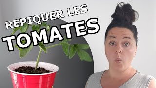 Comment repiquer les semis de TOMATE  Repiquage des TOMATES en godet  Réussir la TOMATE au potager [upl. by Sessylu169]