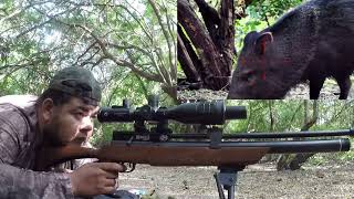 CACERIA DE JABALI CON MENDOZA XTREME 55 pcp pcp bienpegado airgunhunting cazador caceria [upl. by Aitam307]