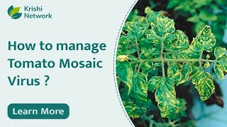 Tomato Mosaic Virus Symptoms and Management  Mosaic Virus  Krishi Network [upl. by Elagiba487]