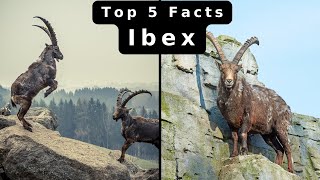 Top 5 Amazing Ibex Facts [upl. by Kiki]