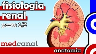 Fisiologia Renal  FISIOLOGIA Parte 1 [upl. by Elsy]