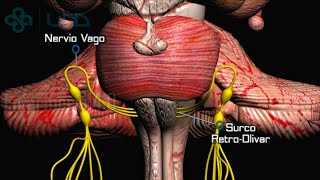 🌟ANATOMÍA DEL PAR CRANEAL IX Y X  NERVIO GLOSOFARÍNGEO Y VAGO🌟 [upl. by Kain]