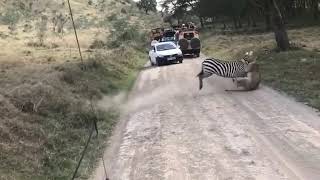 Intense fight between zebra and lioness [upl. by Ainerbas]