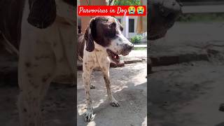 Parvovirus in Dogs dog doglover parvovirus ytshorts l8ve [upl. by Wrench]