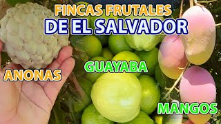 Asi son Las Fincas Frutales Orgánicas en El Salvador Anona Mango pitajaya  El Patechucho [upl. by Iret]