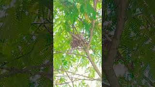 Collared Dove Nesting in our Garden nature [upl. by Snilloc]