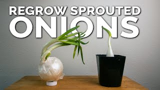 Weird Way to Regrow Onions For Better Results [upl. by Merriman]