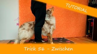 Trick 56  Zwischen  TUTORIAL  Trickdogging  Hundekanal [upl. by Lindsley]