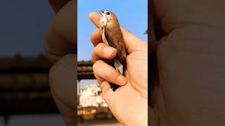 silverbill  rescue  release🪶🪶🐦 [upl. by Eded]