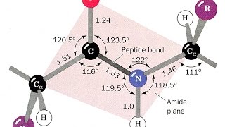 Amino acid Peptides amp Proteins  الأحماض الأمينية ، الببتيدات والبروتينات [upl. by Eserehc]