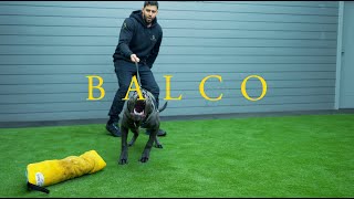 Balco the cane corso  Family protection dog in training 6 months old [upl. by Urbai]