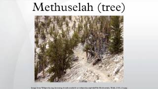 Methuselah tree [upl. by Hak]