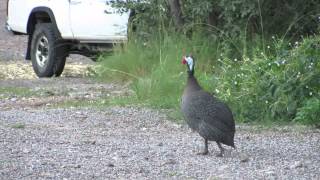 Helmeted Guineafowl Sound [upl. by Onailil]