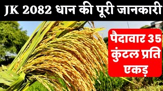 JK 2082 धान की पूरी जानकारी पैदावार 35 कुंटल  jk 2082 paddy seed  dhan ki best variety 2023 [upl. by Naldo]