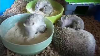 Cutest animals Hedgehogs having a sand bath [upl. by Clarance]