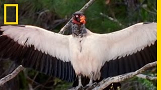 King Vultures  National Geographic [upl. by Ynetsed]